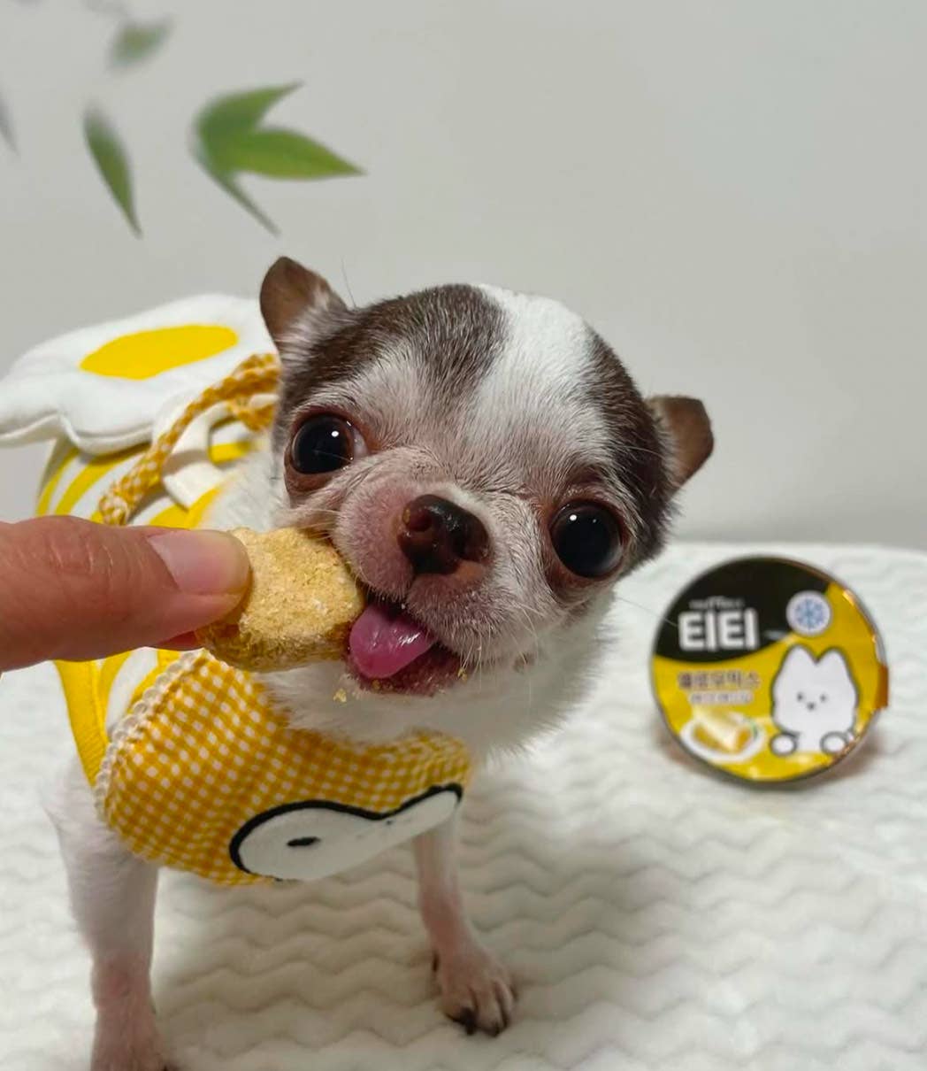 High Four TT Wholesome Yellow Puree for Dogs