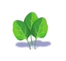 Spinach